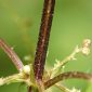 Urtica dioica L.