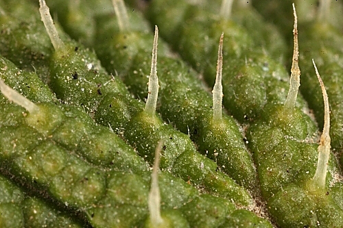Urtica membranacea Poir.