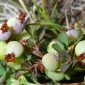 Vaccinium uliginosum L.