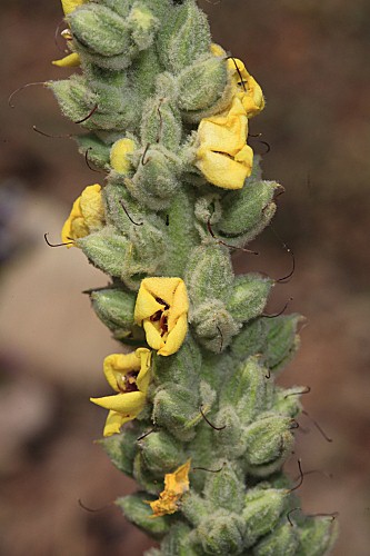 Verbascum charidemi Murb.