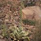Verbascum charidemi Murb.