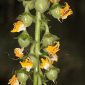 Verbascum erosum Cav.