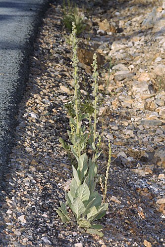 Verbascum giganteum Willk.