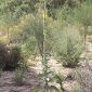 Verbascum giganteum subsp. martinezii Valdés