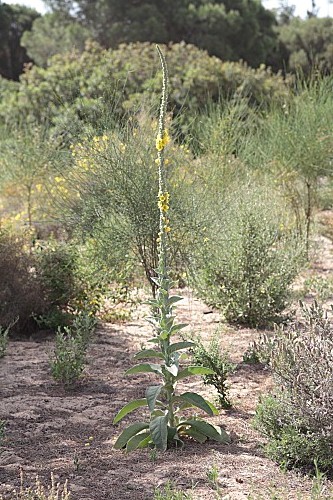 Verbascum giganteum subsp. martinezii Valdés