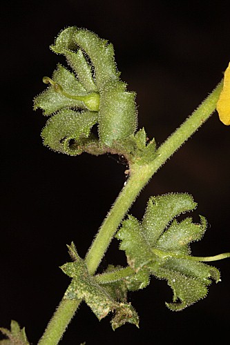 Verbascum masguindalii (Pau) Benedí & J.M. Monts.
