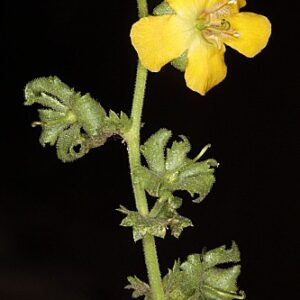 Verbascum masguindalii (Pau) Benedí & J.M. Monts.
