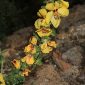 Verbascum pseudocreticum Benedí & J.M. Monts.