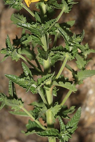 Verbascum pseudocreticum Benedí & J.M. Monts.