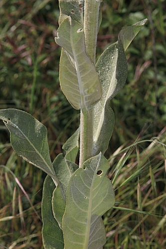 Verbascum pulverulentum Vill.