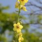 Verbascum virgatum Stokes
