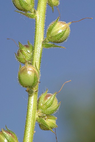 Verbascum virgatum Stokes