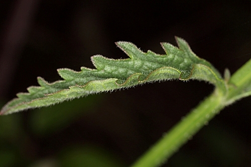 Verbena officinalis L.