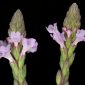 Verbena officinalis L.