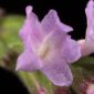 Verbena officinalis L.