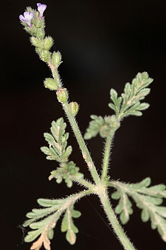 Verbena supina L.