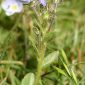 Veronica alpina L.