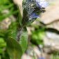 Veronica alpina L.