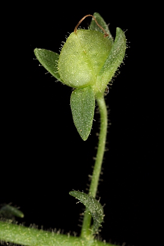Veronica anagallis-aquatica subsp. anagallis-aquatica L.