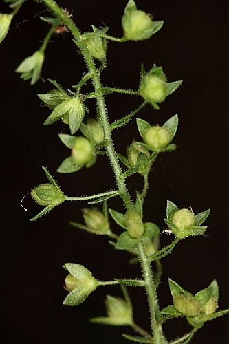 Veronica anagallis-aquatica subsp. anagallis-aquatica L.