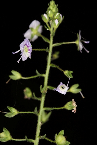 Veronica anagallis-aquatica subsp. anagallis-aquatica L.