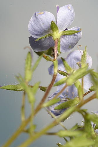 Veronica chamaedrys subsp. chamaedrys L.