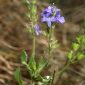 Veronica fruticans Jacq.