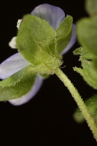Veronica heredifolia L.