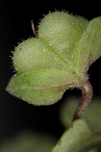 Veronica heredifolia L.