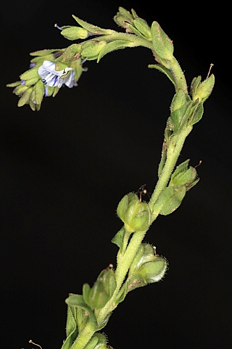 Veronica serpyllifolia L.