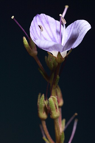 Veronica tenuifolia subsp. fontqueri (Pau) M.M. Mart. Ort. & E. Rico