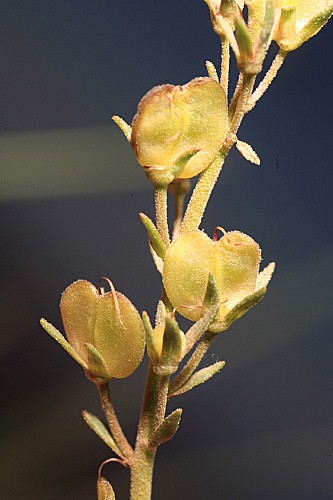 Veronica tenuifolia subsp. fontqueri (Pau) M.M. Mart. Ort. & E. Rico