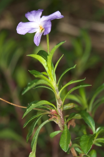 Viola arborescens L.
