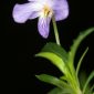 Viola arborescens L.