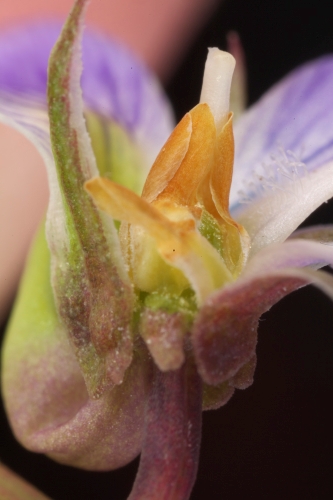 Viola arborescens L.