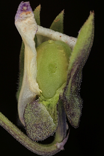 Viola arvensis Murray