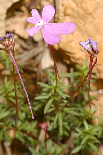 Viola cazorlensis Gand.