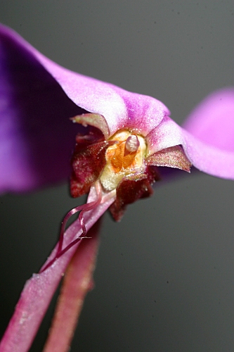 Viola cazorlensis Gand.
