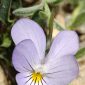 Viola crassiuscula Bory