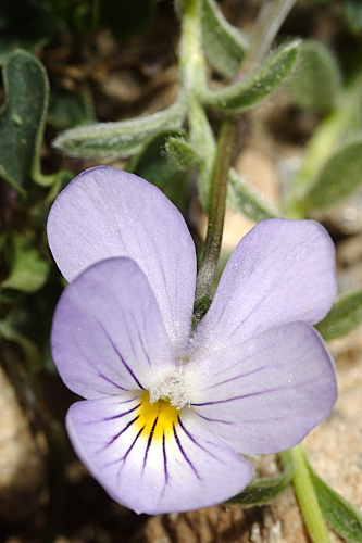 Viola crassiuscula Bory