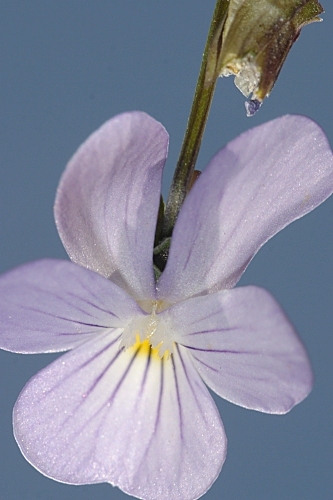Viola crassiuscula Bory