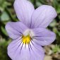 Viola crassiuscula Bory