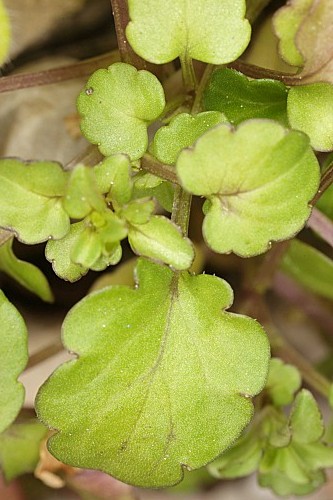 Viola demetria Prolongo ex Boiss.