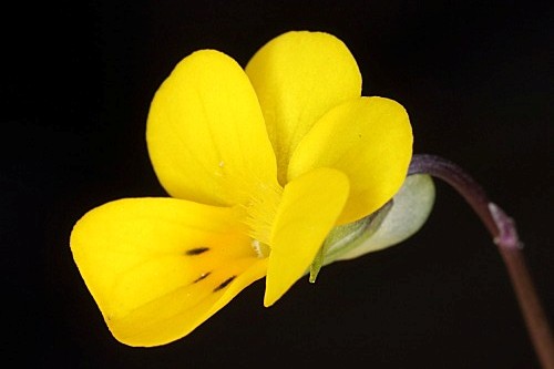 Viola demetria Prolongo ex Boiss.