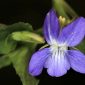 Viola odorata L.
