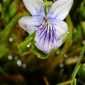 Viola palustris L.