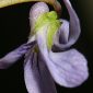 Viola palustris L.