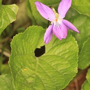 Viola riviniana Rchb.