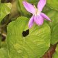 Viola riviniana Rchb.