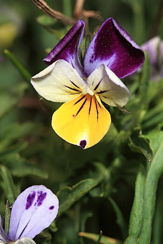Viola saxatilis F.W. Schmidt
